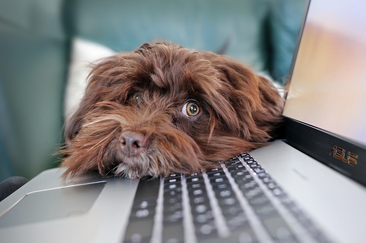 tiendas en línea de productos para mascotas en estados unidos