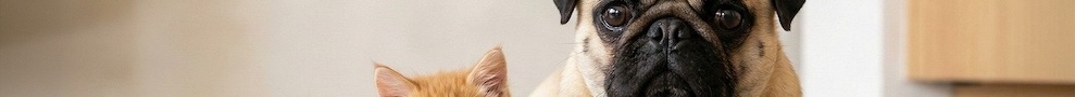 veterinarios